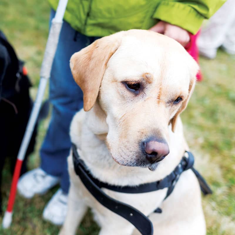 A yellow Labrador service dogs sits next to visually impaired owner.
